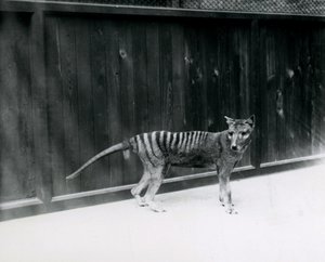 Thylacine Tasmanian Wolf a londoni állatkertben, 1930 előtt alkotó: Frederick William Bond