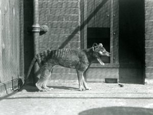 Thylacine/ Tasmanian Wolf a londoni állatkertben 1926 augusztusában (f/w fotó) alkotó: Frederick William Bond