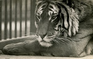 Tiger Sam a londoni állatkertben, 1925