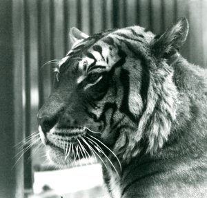 Tiger Sam a londoni állatkertben 1925-ben