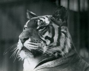 Tigress Sally a londoni állatkertben 1927-ben alkotó: Frederick William Bond