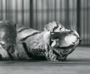 Tigris „Sally” ásít, miközben a londoni állatkertben lévő kifutójának padlóján fekszik alkotó: Frederick William Bond