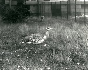 Két arab túzok áll a kikerítésében a londoni állatkertben, 1927 szeptemberében alkotó: Frederick William Bond