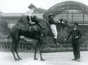 Két tehénlány pózol egy baktriai tevén, amelyet a gazdája tart a londoni állatkertben tett látogatása során 1924-ben. alkotó: Frederick William Bond