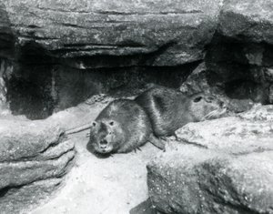 Két Coypu sziklák között pihen a londoni állatkertben, 1925 áprilisában alkotó: Frederick William Bond