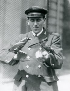 Két Myna madár Thomas Raggett állattartó kezén, a Londoni Állatkertben, 1924. június alkotó: Frederick William Bond