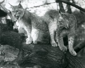 Két északi hiúz, egy ülő és egy álló, egy ágon, Londoni Állatkert, 1925. október alkotó: Frederick William Bond