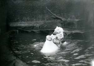 Két jegesmedve, köztük egy fiatal medve, ölelkeznek és játszanak egy medencében a londoni állatkertben, 1922 júniusában. alkotó: Frederick William Bond