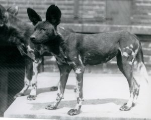 Két szomáliai vadkutya a londoni állatkertben, 1925. július alkotó: Frederick William Bond