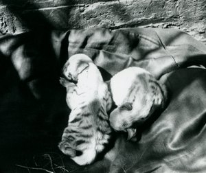 Két csíkos hiéna kölyök a londoni állatkertben, 1914 körül alkotó: Frederick William Bond