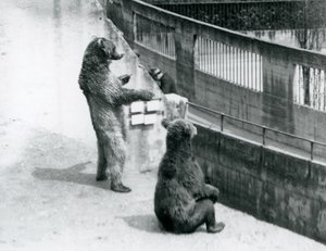 Két barna medve, az egyik hátsó lábán áll, a másik pedig ül, néz le a Mappin Terracesről, London Állatkert, 1925. július alkotó: Frederick William Bond