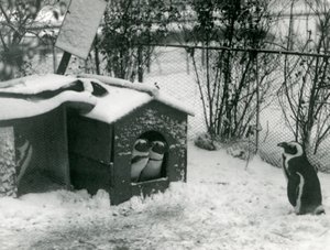 Két veszélyeztetett feketelábú pingvin néz ki költőládájából a hóba, míg egy másik nézi, Londoni Állatkert, 1924 alkotó: Frederick William Bond