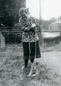 Két oroszlánkölyök egy fiatal nővel a londoni állatkertben 1925 augusztusában alkotó: Frederick William Bond