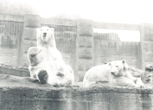 Két jegesmedve a ZSL Londoni Állatkertben, 1927 alkotó: Frederick William Bond