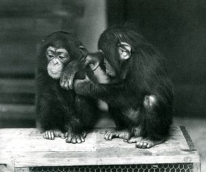 Két fiatal csimpánz ül egy faládán, Londoni Állatkert, 1924 alkotó: Frederick William Bond