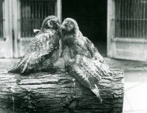 Két fiatal szürke bagoly, más néven lapp vagy lapp bagoly, egymással szemben, egy farönkön ülve, Londoni Állatkert, 1926. augusztus (f/w fotó) alkotó: Frederick William Bond
