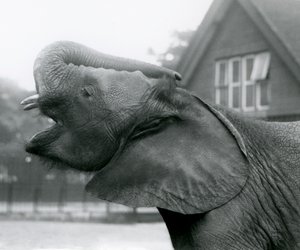 Fiatal afrikai elefánt, Kiberenge felemeli a törzsét és hív, Londoni Állatkert, 1925. augusztus alkotó: Frederick William Bond