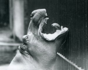Fiatal víziló Bobbie a londoni állatkertben, 1927 alkotó: Frederick William Bond