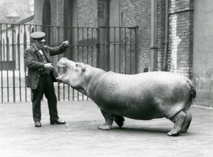 Fiatal víziló Bobbie Ernie Bowman állattartóval, Londoni Állatkert, 1923. július (bw fotó) alkotó: Frederick William Bond