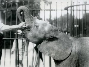 Fiatal nőstény afrikai törpe elefánt Oojah csemege, Londoni Állatkert, 1925. július alkotó: Frederick William Bond