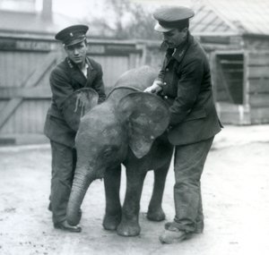 Fiatal nőstény afrikai törpe elefánt Oojah két állattartóval a londoni állatkertben 1925 áprilisában alkotó: Frederick William Bond