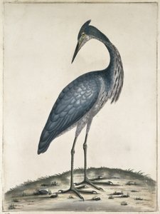 Egy gém, 1789 (wc és tinta papíron)