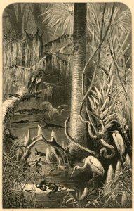 "Egy floridai mocsár", 1872.
