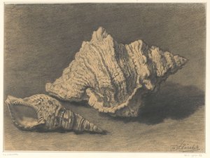 Két kagyló alkotó: Frederik Willem Zürcher