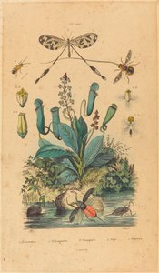 Rovarok és virágok alkotó: French 19th Century