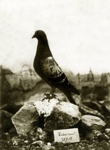 Állatok az első világháború alatt 1914-1918: A híres Vaillant Vaillant galamb alkotó: French Photographer