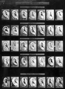 A Bertillon-rendszer antropometriai osztályozása és azonosítása: különböző típusú egyenes fülek (lebeny) összehasonlítása. SD. 19. század vége. alkotó: French Photographer