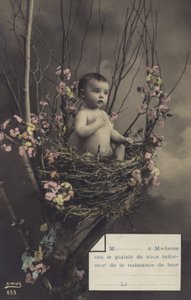 Baba egy fészekben alkotó: French Photographer