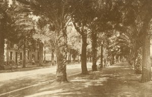 Hyeres, Avenue de la Gare, Allee de Palmiers (fekete-fehér fénykép) alkotó: French Photographer