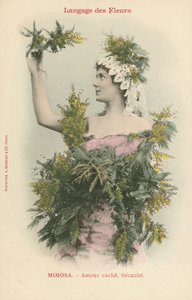 A virágok nyelve, mimóza (színes fotó) alkotó: French Photographer