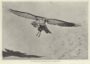 M Barrachin egyik madara alkotó: French Photographer