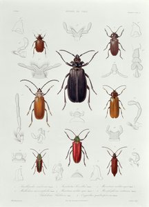 Chilében talált Coleoptera-gyűjtemény, illusztráció a „Historia de Chile”-ből, Lebrun metszete, 1854 alkotó: French School