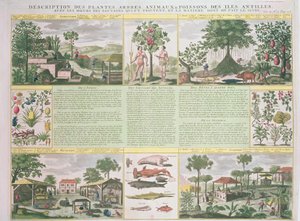 Az Antillákon talált növények, fák, állatok és halak leírása, illusztráció a Histoire Generale des Antilles Habitees par les Francois Vol. 2 Jean Baptiste Du Tertre (1610-1687) kiad alkotó: French School