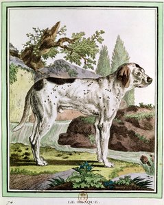 Mutató, illusztráció a Histoire Naturelle-ből, Georges Louis Leclerc (1707-88) Buffon grófja, 1749-1804 alkotó: French School