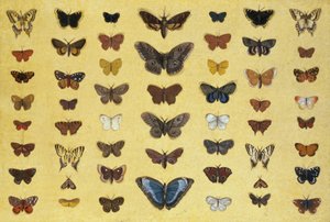 Pillangók és lepkék kollázsa, köztük a Camberwell Beauty, a brit fecskefarkú, a szűkös fecskefarkú, a páva és a kis teknőshéj, 1830 körül (wc papíron) alkotó: French School
