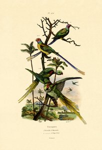 Alexandrine Parakeet, 1833-39 alkotó: French School