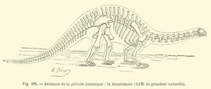 A jura időszak állatai, a Brontosaurus (metszet) alkotó: French School
