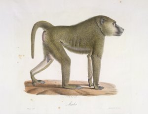 Anubis. Pávián az emlősök természetrajzából (színes litho) alkotó: French School