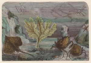 Akvárium (színes gravírozás) alkotó: French School