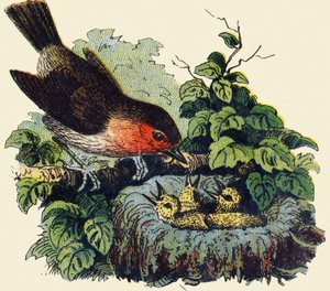 Madár és fiókák egy fészekben. Gravírozás "ABC indechirable on lakkozott vászon". A. Capendu, szerkesztő, Párizs, 19. század vége. Gyermekkönyvesbolt illusztrált. 8 oldal. Mérete: 21,5x18 cm. alkotó: French School