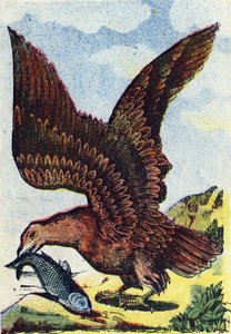 Ragadozó madár . Metszet az "Alphabet des oiseaux" című kötetben. Pont-a-Mousson, Marcel és/vagy Louis Vagne nyomdász-kiadó, 19. század vége. 16 oldal. Méret: 20,5 x 14 cm alkotó: French School