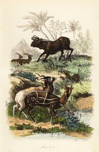 Fekete gnú, Connochaetes gnou, kritikusan veszélyeztetett addax vagy csavarszarvú antilop, Addax nasomaculatus és befogott bozót vagy kewel, Tragelaphus scriptus alkotó: French School