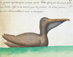 Barna pelikán (Pelecanus occidentalis), Galápagos-szigetek, akvarell Jacques Gouin de Beauchesne (1652-1730), a Compagnie royale de la Mer du Sud kapitánya, 1698 és 1701 között, Franciaország, naplójából alkotó: French School