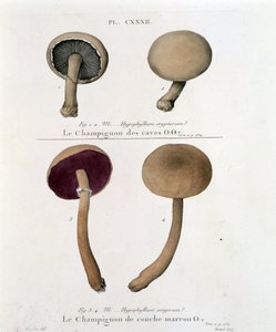 Barna gomba – Jean Jacques Paulet „Treat des champignons”-ban, XVIII. század végén alkotó: French School