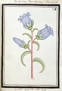 Campanula Trachelium, 1700 körül (akvarell rajz, fekete kerettel) alkotó: French School