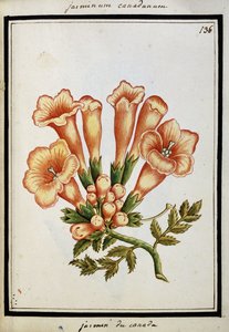 Kanadai jázmin, 1700 körül alkotó: French School